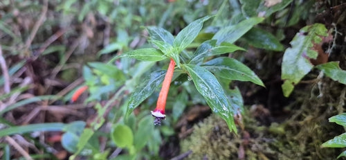 Cuphea — foto 4 di 7