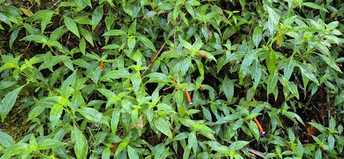 Cuphea — foto 3 di 7