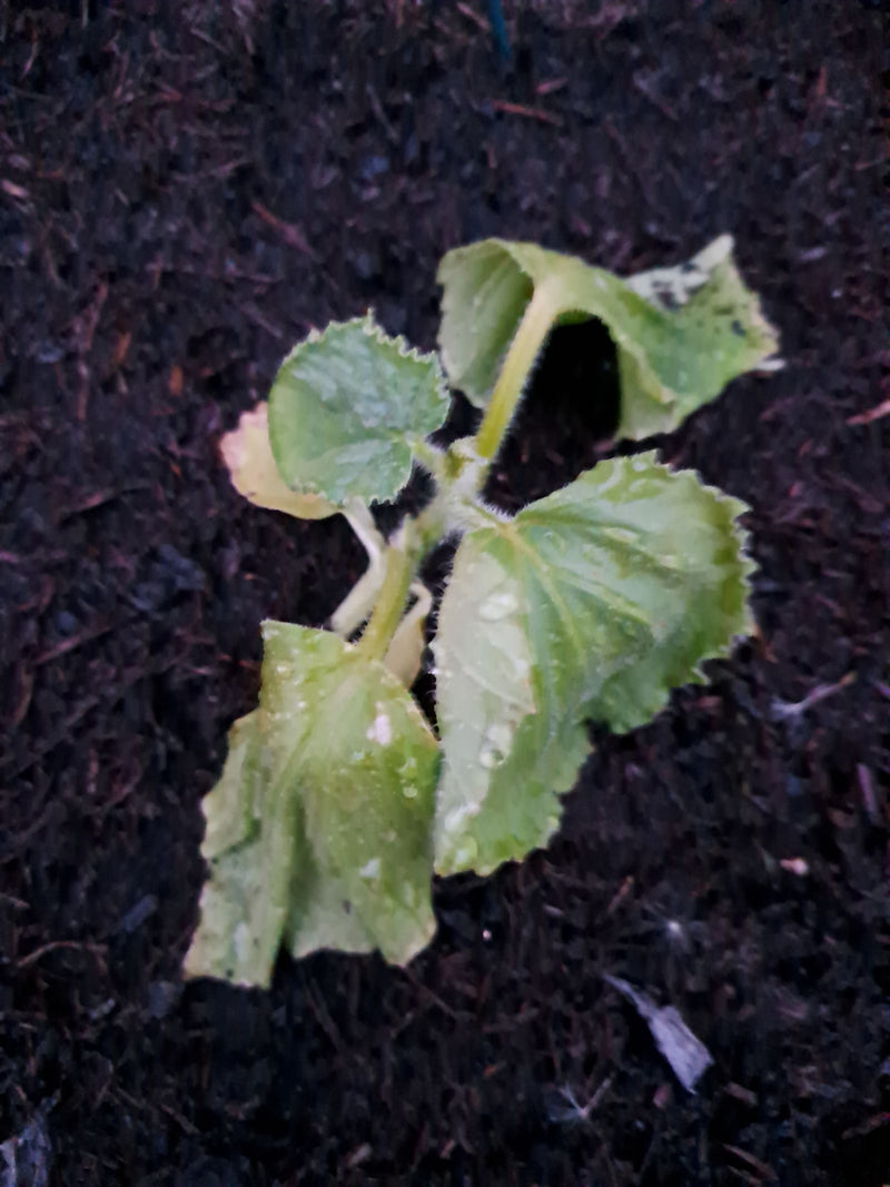 Cetrioli — Bild 1