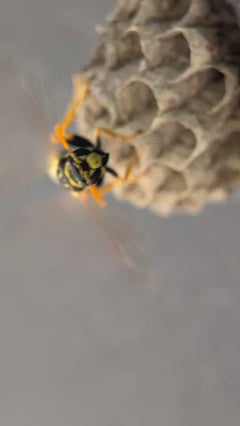 Vespa da campo domestica