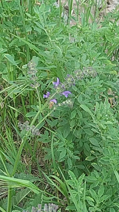 ape mellifera