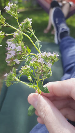 origano