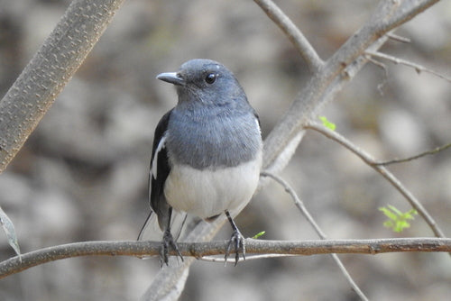 Tordo Dajal — foto 5 di 8