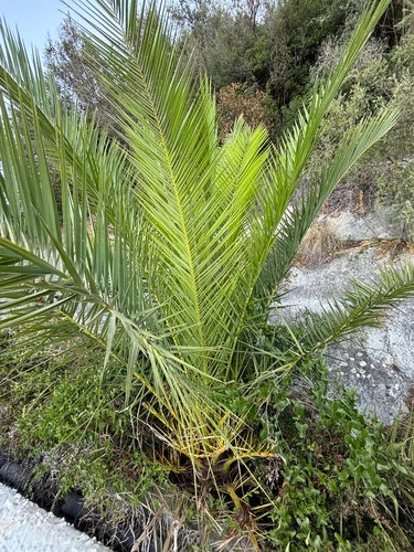 Palma da datteri — foto 3 di 8