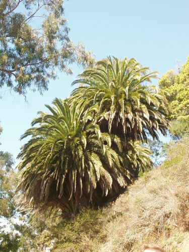 Palma da datteri — Bild 4