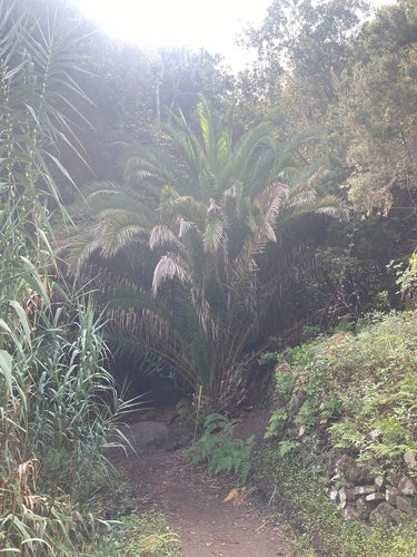 Palma da datteri — Bild 5