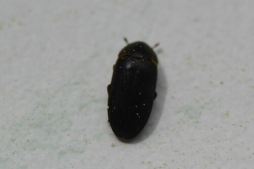 Dermeste bicolore — Bild 1