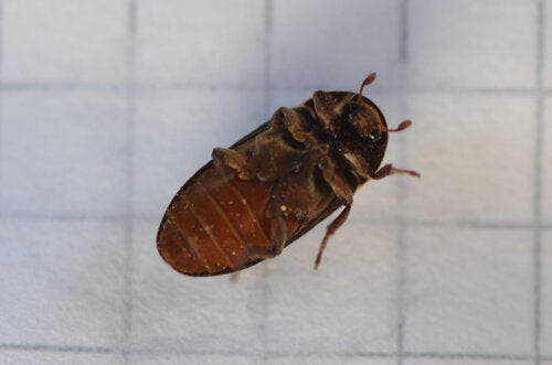 Dermeste bicolore — Bild 5