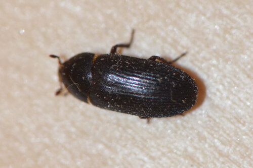 Dermeste bicolore — Bild 3