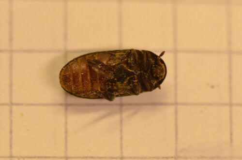 Dermeste bicolore — Bild 2