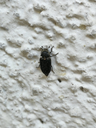 Dermeste Frischi — foto 2 di 8
