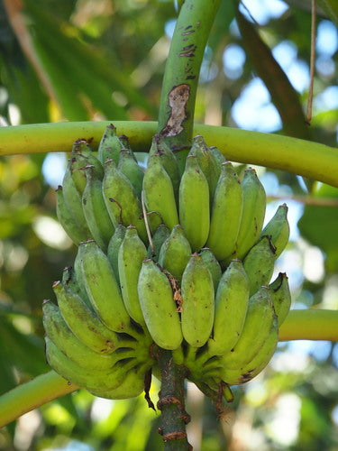 Banana da dessert — Bild 5