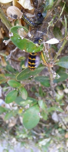 Naturaufnahme - Bild 8