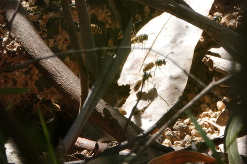 Naturaufnahme - Bild 4