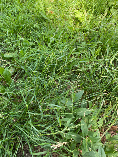 Loietto perenne — Bild 4