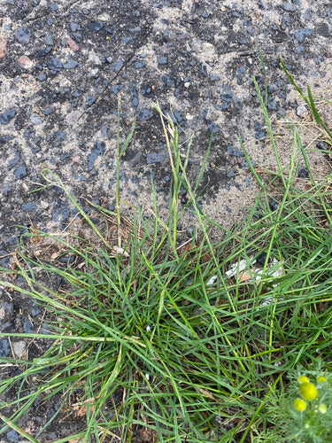 Loietto perenne — Bild 2