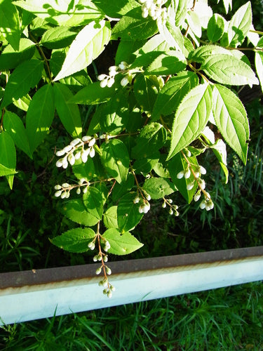 Deutzie — Bild 4