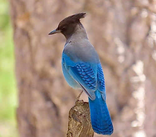Ghiandaia del diadema — Bild 5