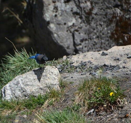 Ghiandaia del diadema — Bild 3