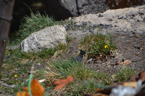 Ghiandaia del diadema — Bild 1