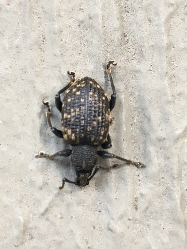 Punteruolo dalla bocca nera — Bild 4