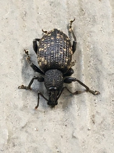 Punteruolo dalla bocca nera — Bild 5