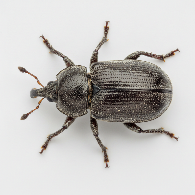 punteruolo nero della vite 