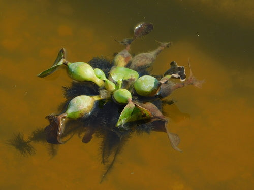 Giacinto d'acqua dal gambo grosso — foto 4 di 8
