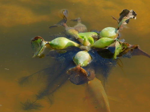 Giacinto d'acqua dal gambo grosso — foto 2 di 8