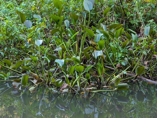 Giacinto d'acqua dal gambo grosso — foto 1 di 8