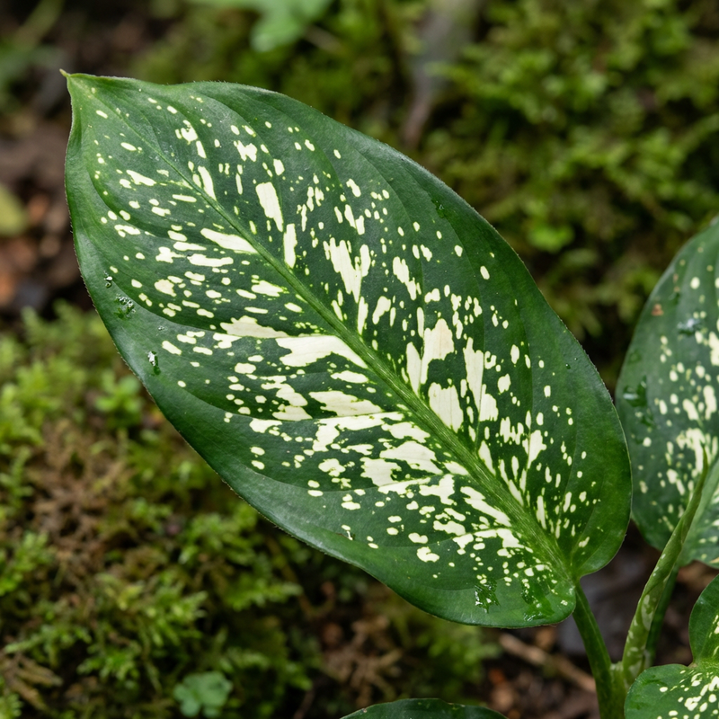 Dieffenbachia