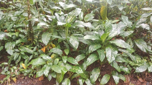 Dieffenbachia — Bild 2