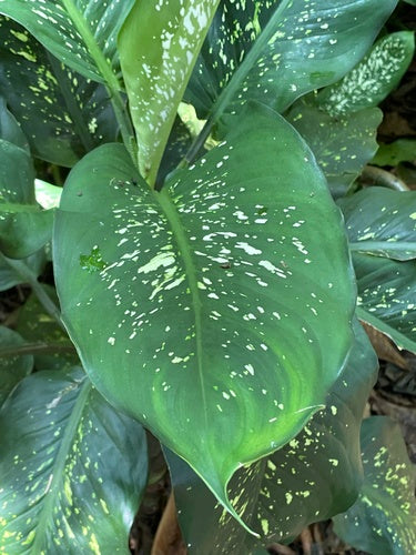 Dieffenbachia — Bild 5