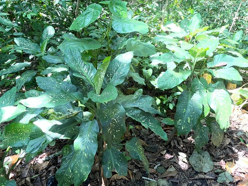 Dieffenbachia — Bild 4