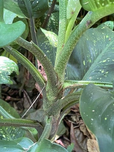 Dieffenbachia — Bild 3