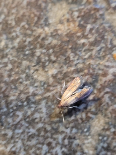 Falena della frutta secca — Bild 3
