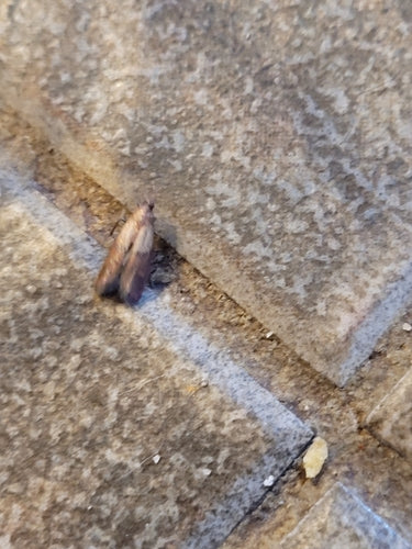 Falena della frutta secca — Bild 2