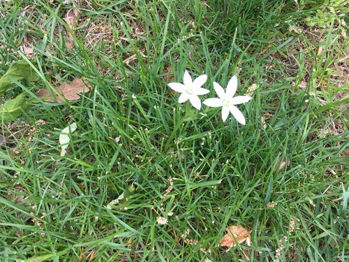 Stella del latte dolly — Bild 3