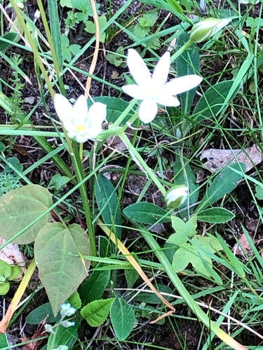 Stella del latte dolly — Bild 5