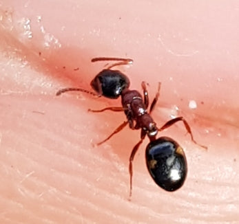 Dolichoderus quadripunctatus — Bild 5