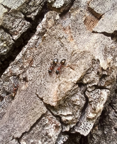 Dolichoderus quadripunctatus — foto 5 di 8