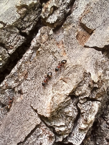 Dolichoderus quadripunctatus — foto 4 di 8