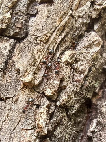 Dolichoderus quadripunctatus — foto 3 di 8