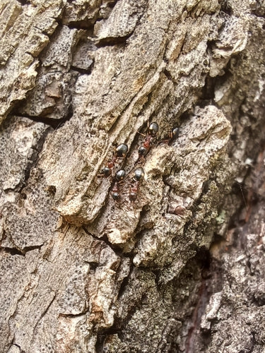 Dolichoderus quadripunctatus — foto 2 di 8