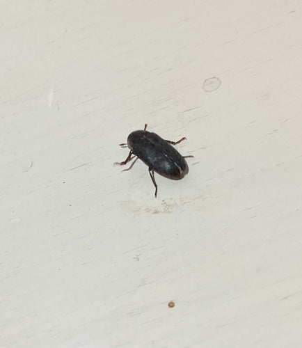 Scarabeo spinoso — Bild 5