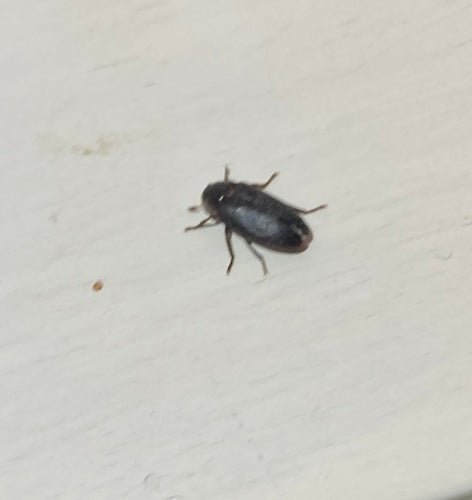 Scarabeo spinoso — Bild 4