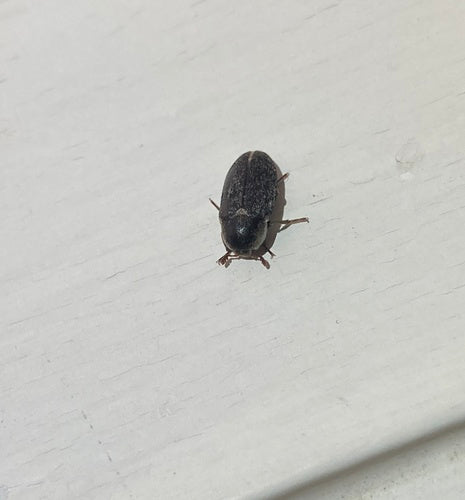 Scarabeo spinoso — Bild 3