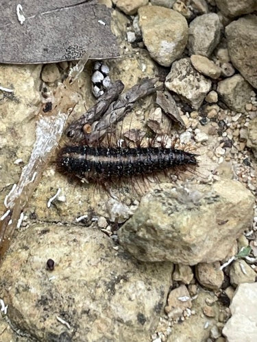 Scarabeo spinoso — foto 5 di 10