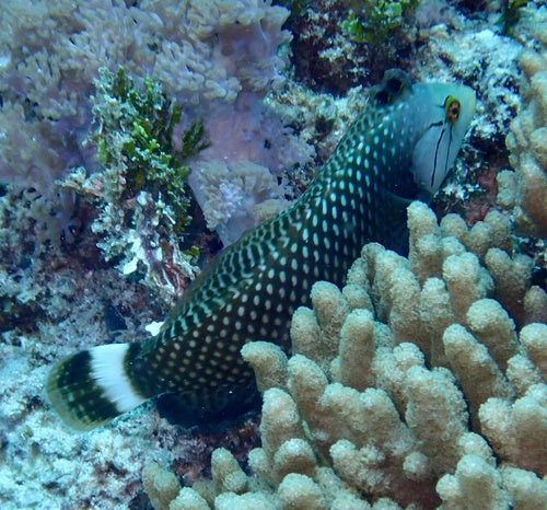 Sirena del drago — Bild 2