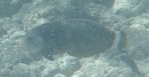 Sirena del drago — foto 3 di 9